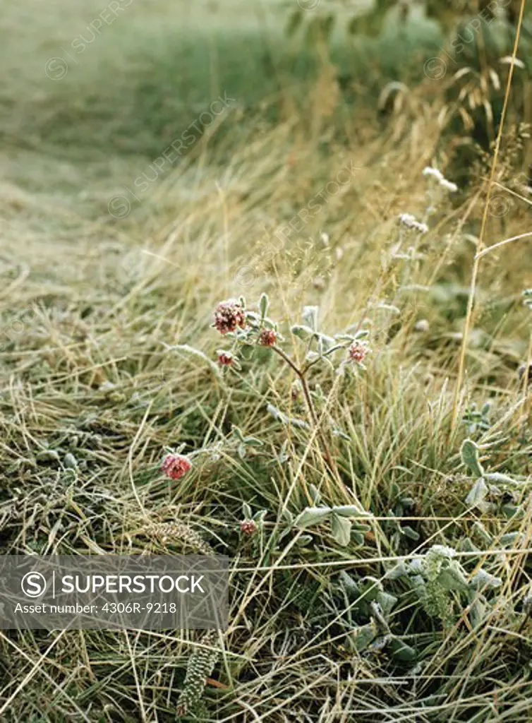Grass and flowers covered with frost.