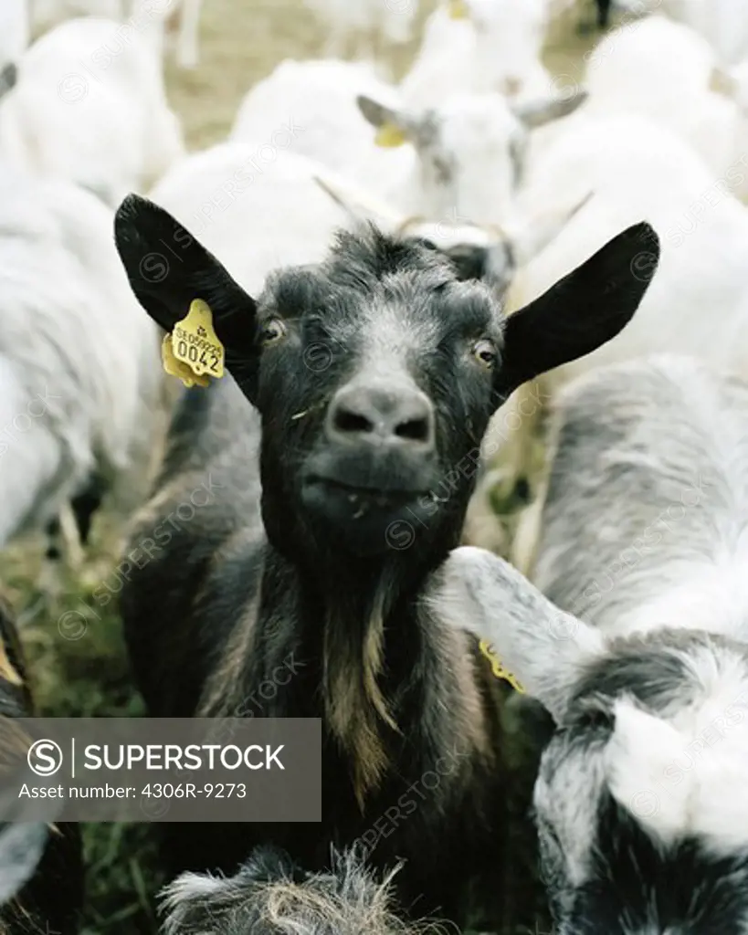 A goat with an earmark.