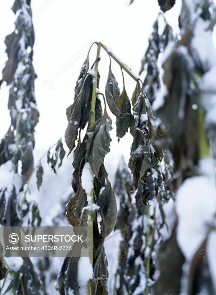 Withered plants in the winter.