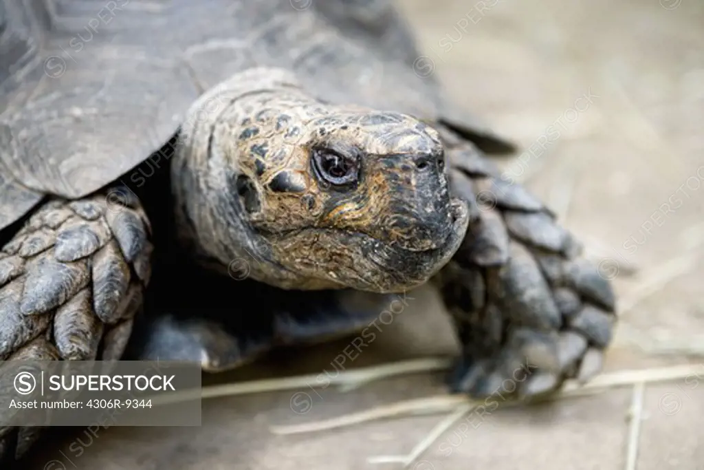 A tortoise, close-up.