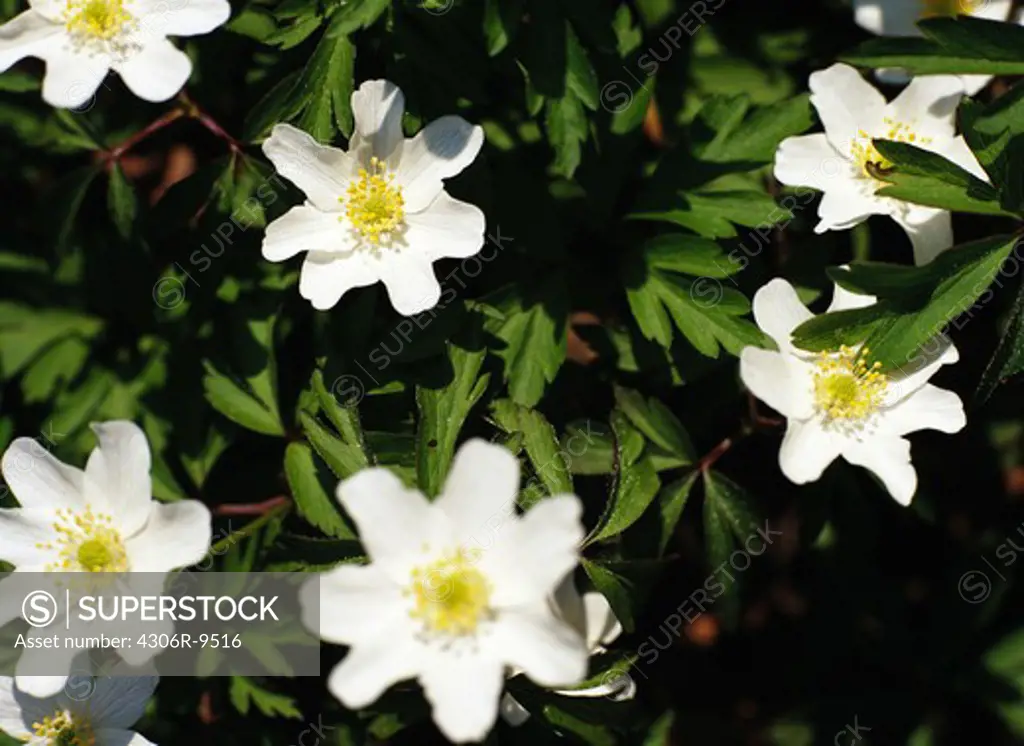 Wood anemones, close-up.