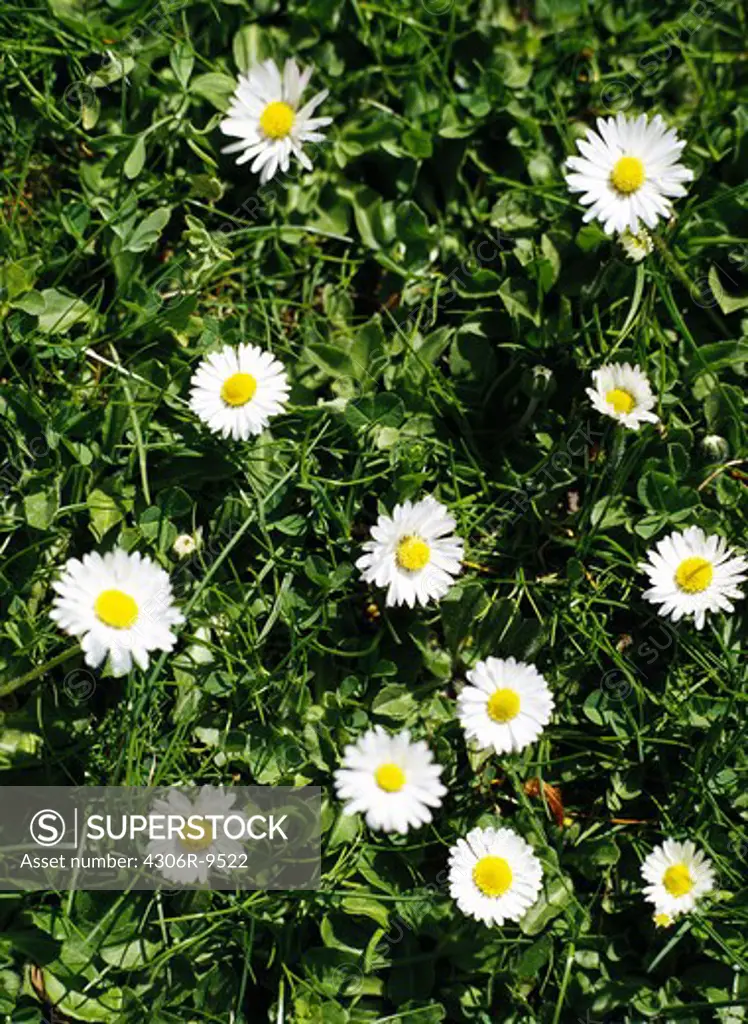 Daisies on a lawn.