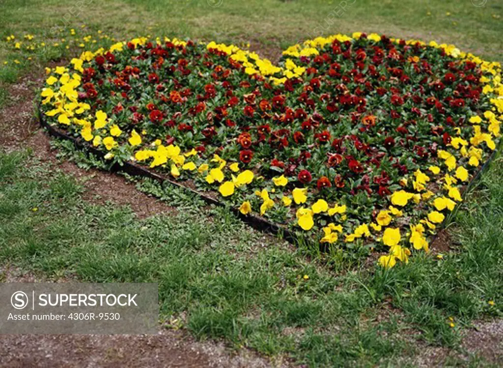 A heart shaped flower bed.