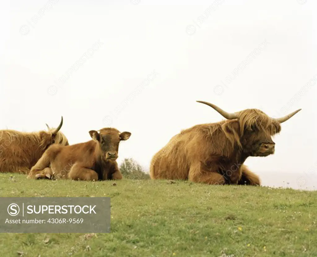 Highland cattle in pasture.