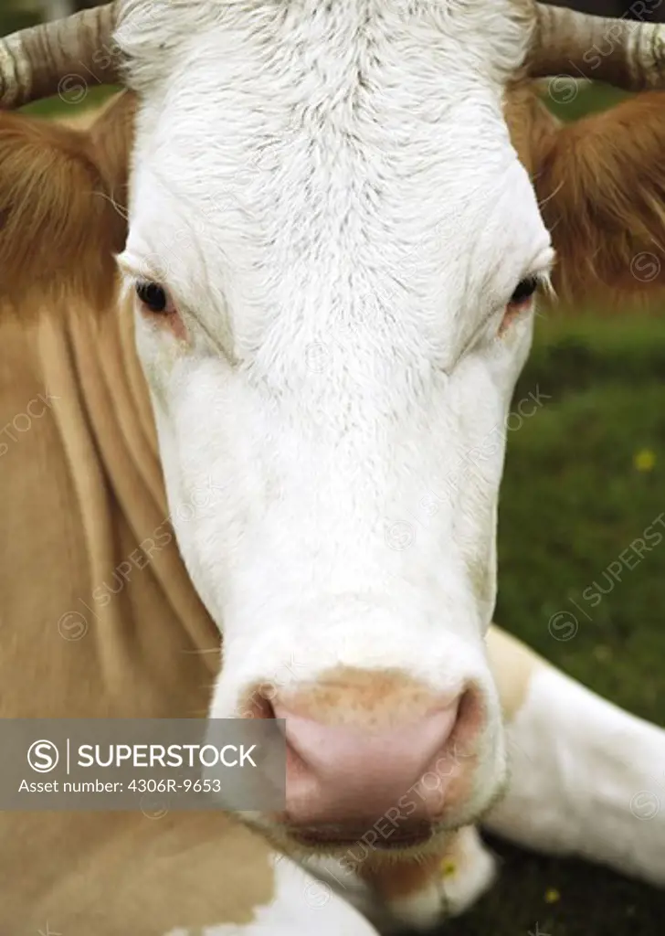 Close-up on a cow.