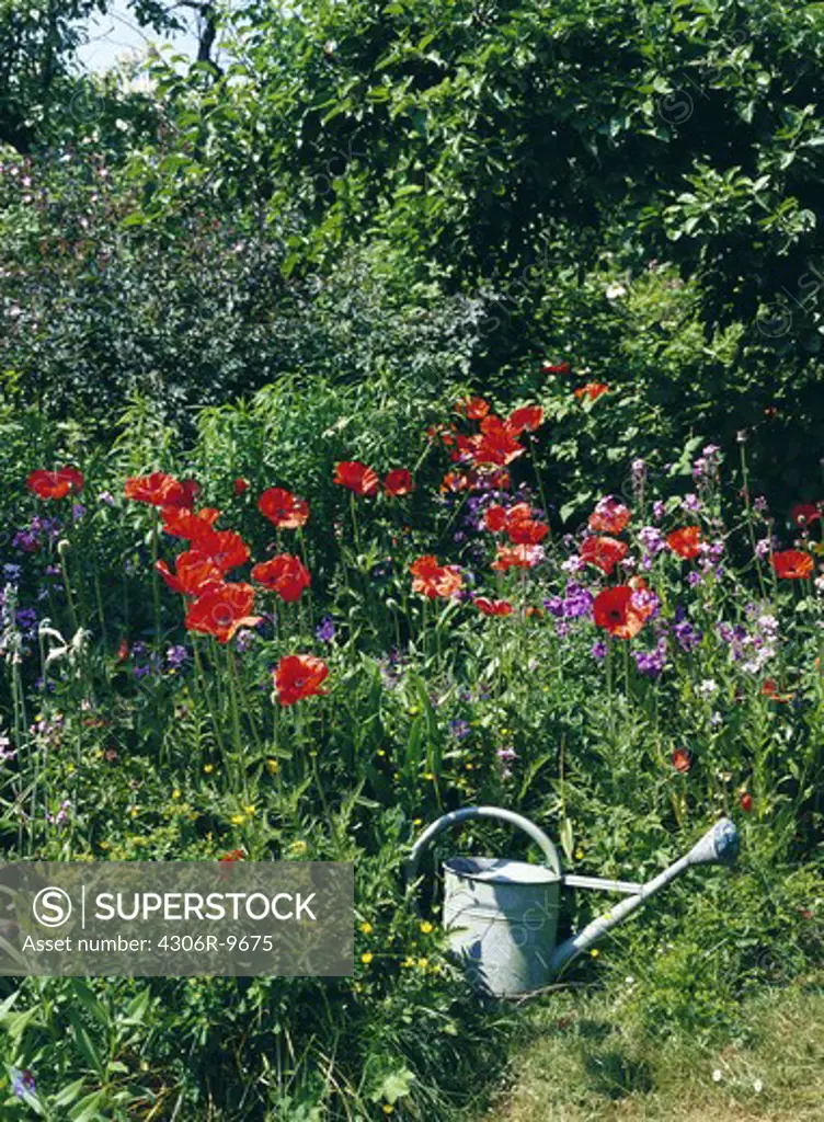 Poppies and a watering can in a garden.