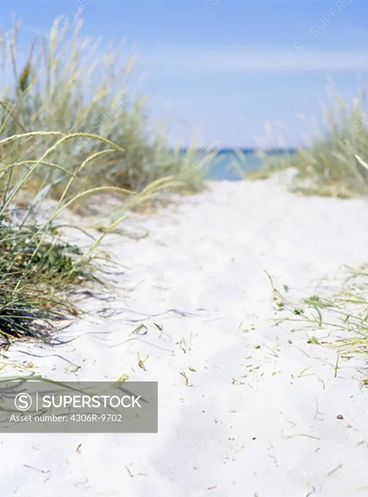 Grass on a beach.