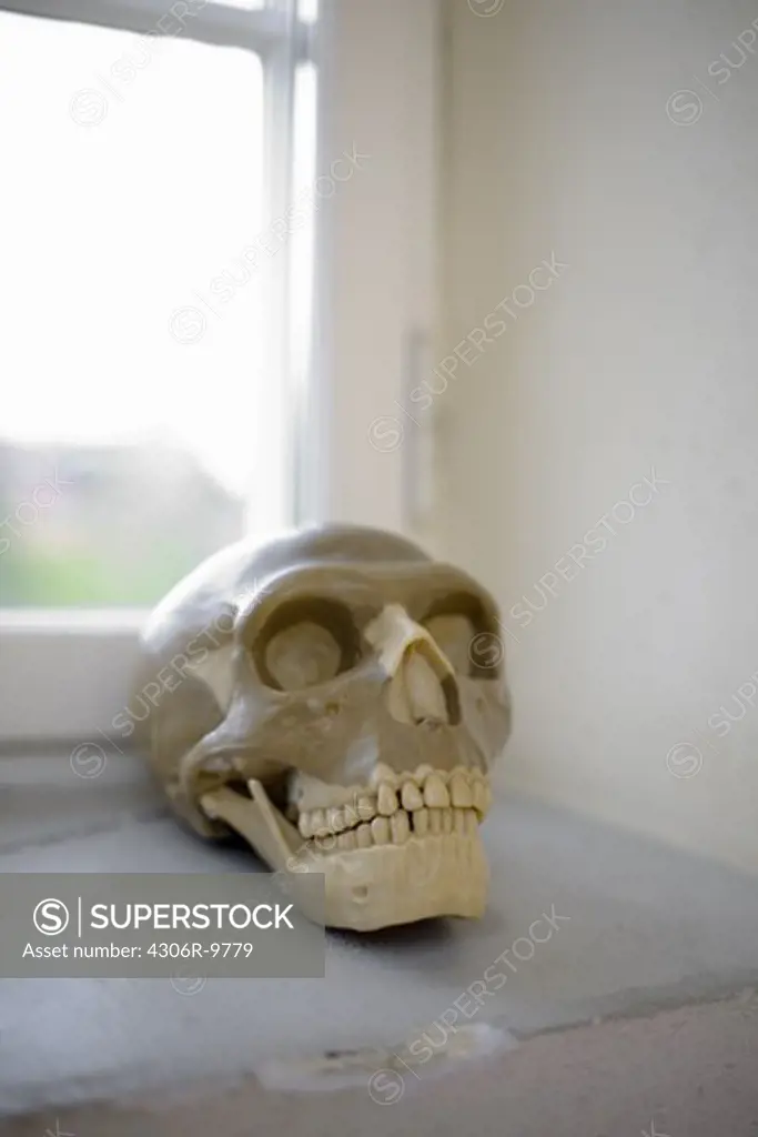 A cranium by a window.