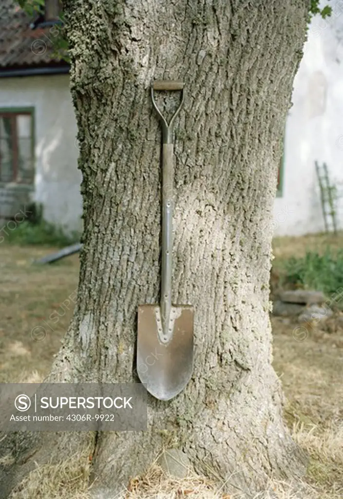 A spade hanging on a tree.