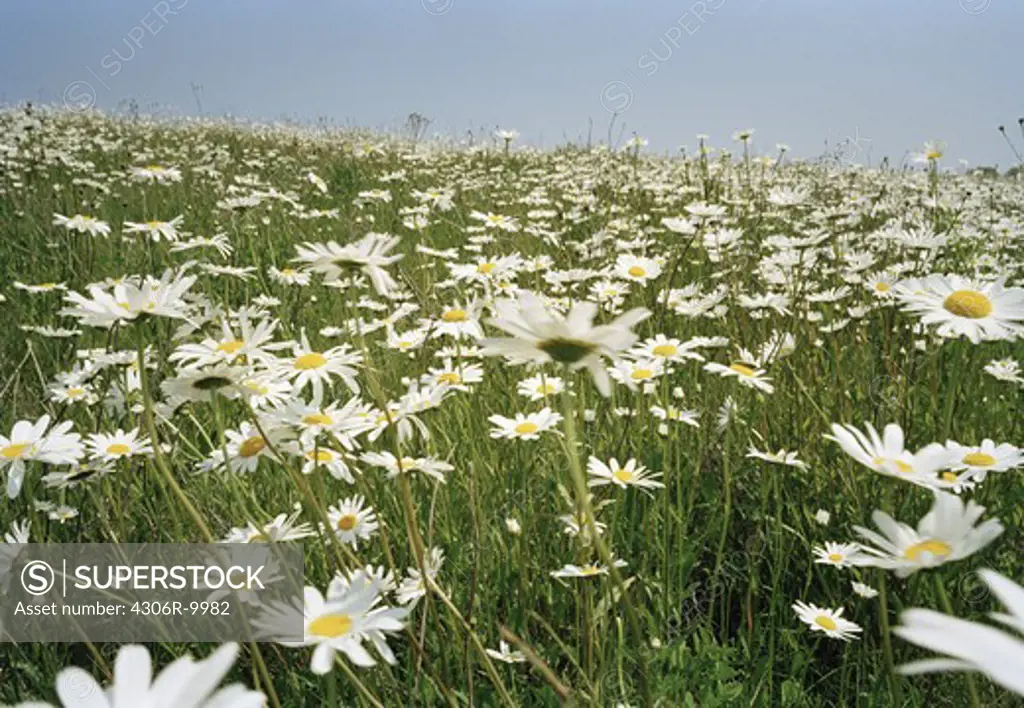 Ox-eye daisies on a field.