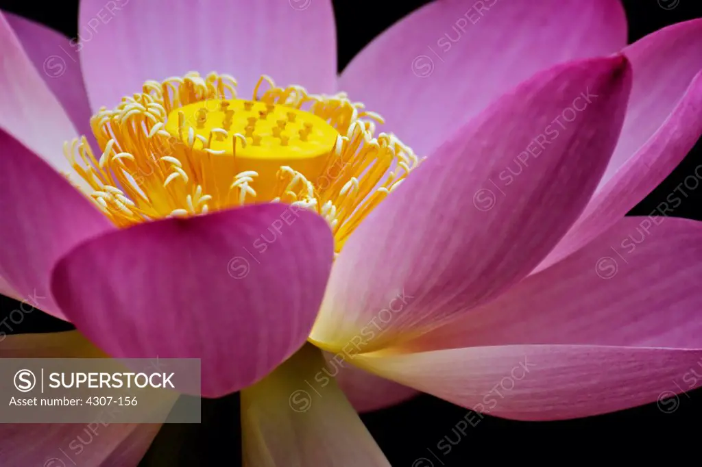 Water Lotus Bloom