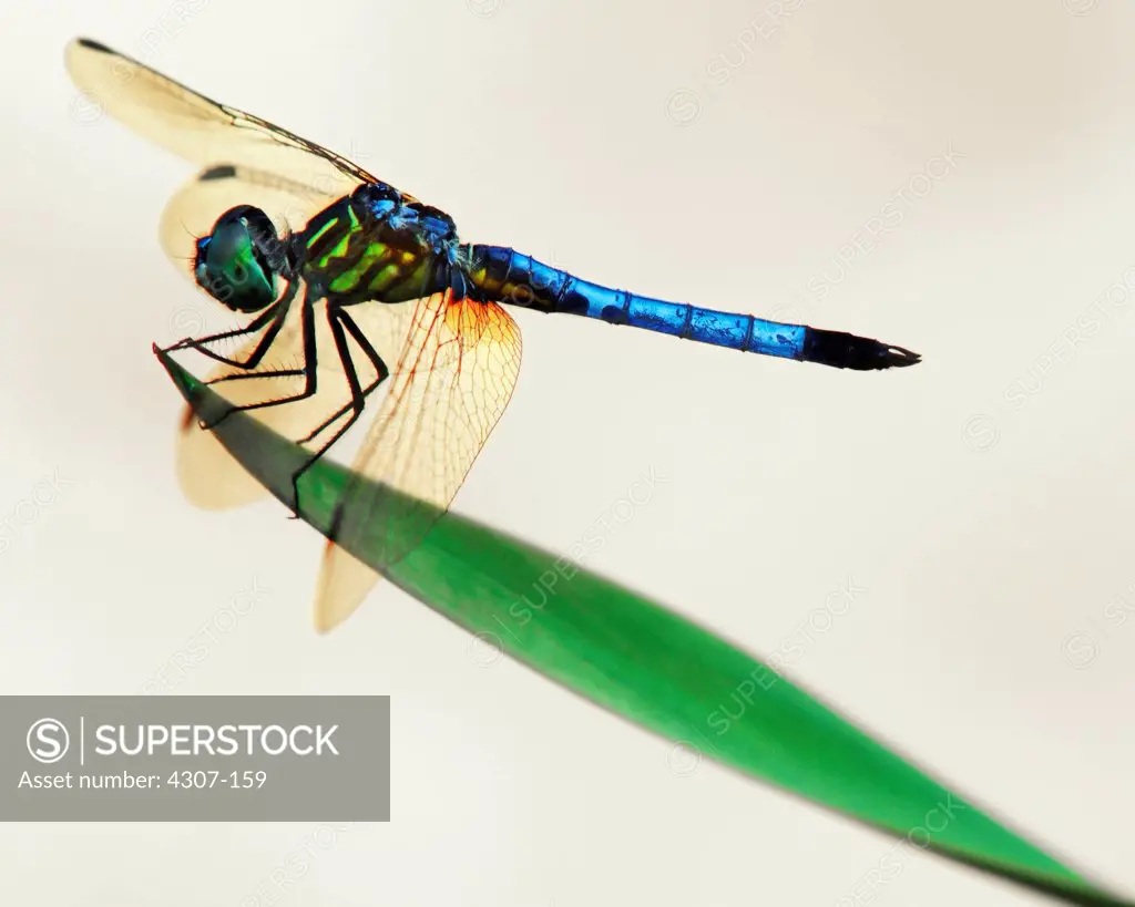 Dragonfly Perched on Leaf