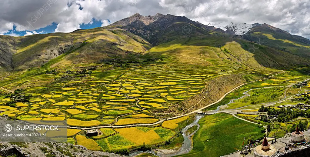 Fields in Tibet