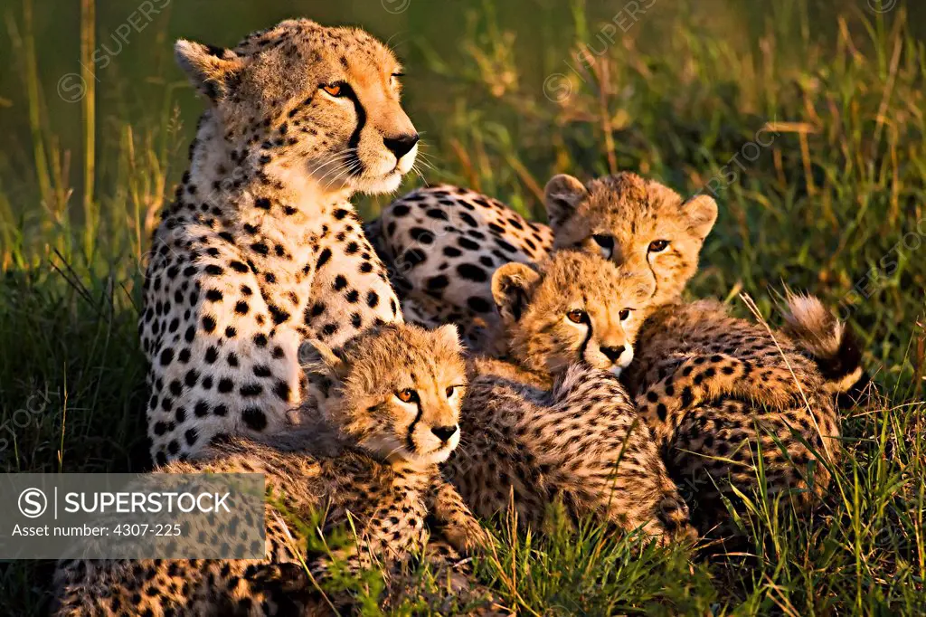 Cheetah Mother and Her Young at Dawn