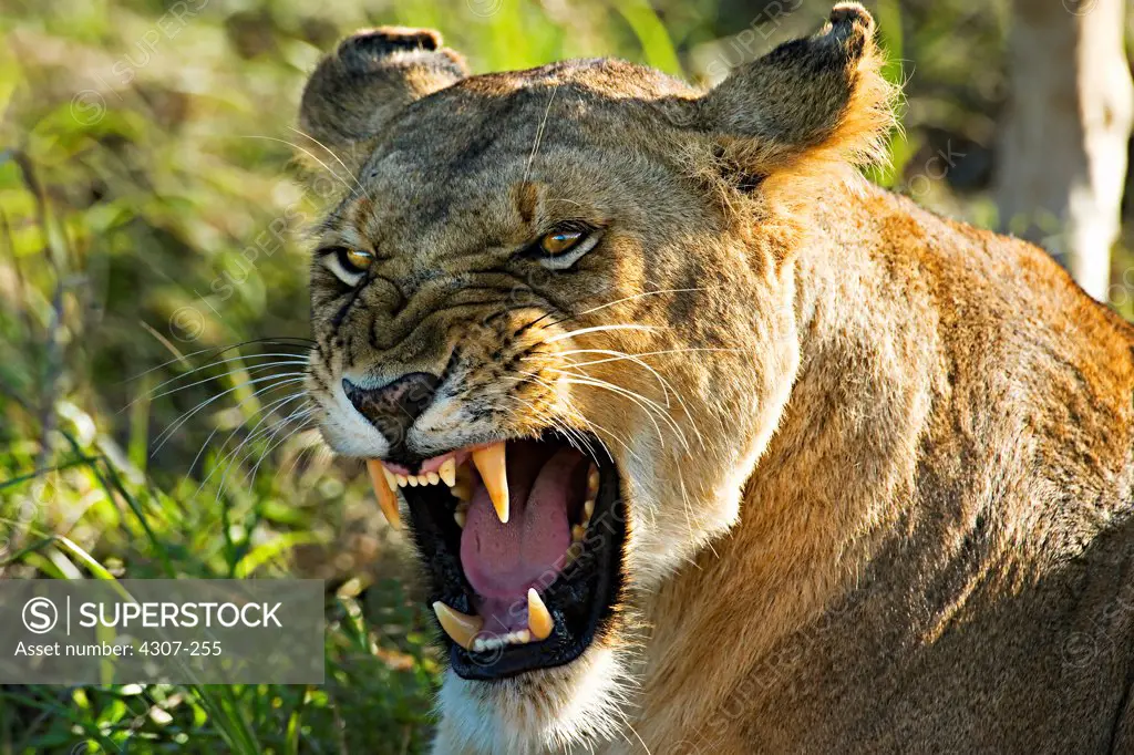 Lioness Snarling
