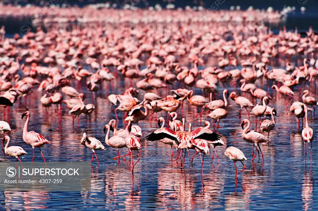 Flock of Flamingos in Lake Nakuru