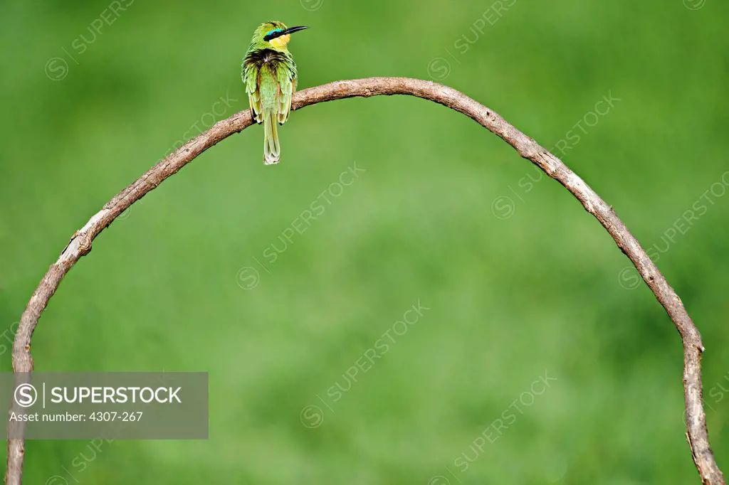 Bee Eater Bird Perching