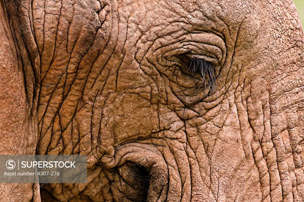 Leathery Skin an African Elephant