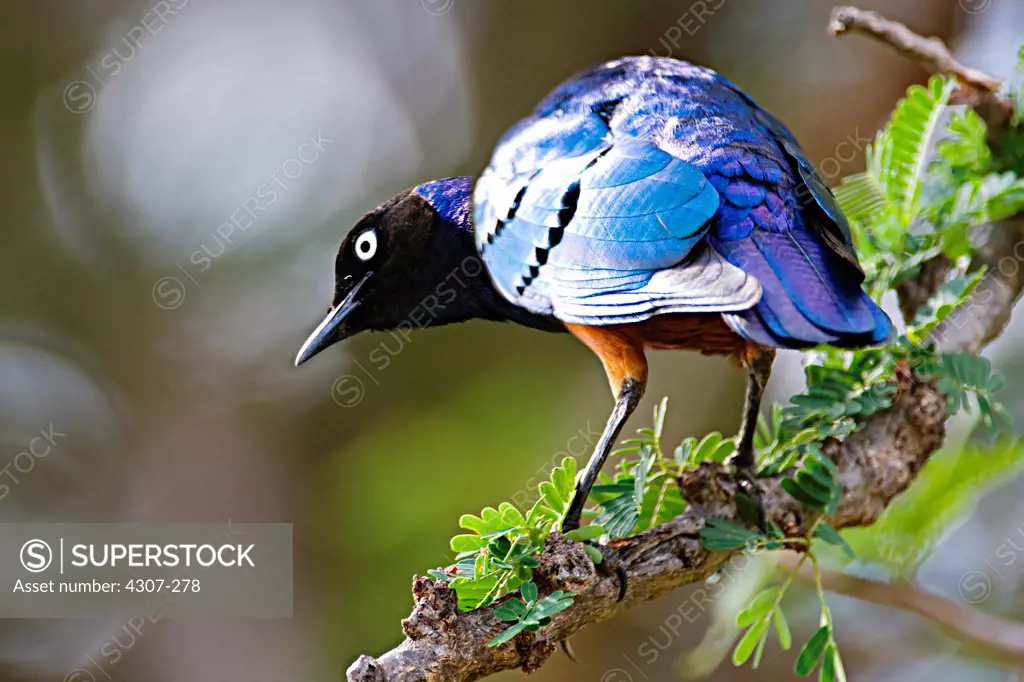 African Superb Starling
