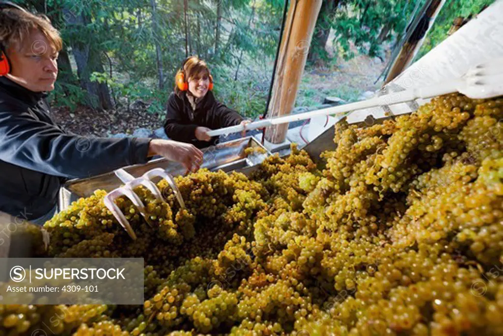 Vintners rake grapes into an automated stemmer machine.