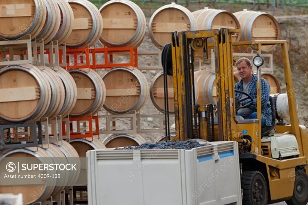 Vintner driving a forklift carrying a bin of grapes.