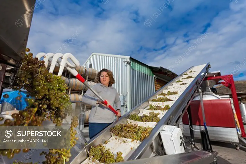 Laborer rakes grapes onto conveyor belt for destemming and crushing.