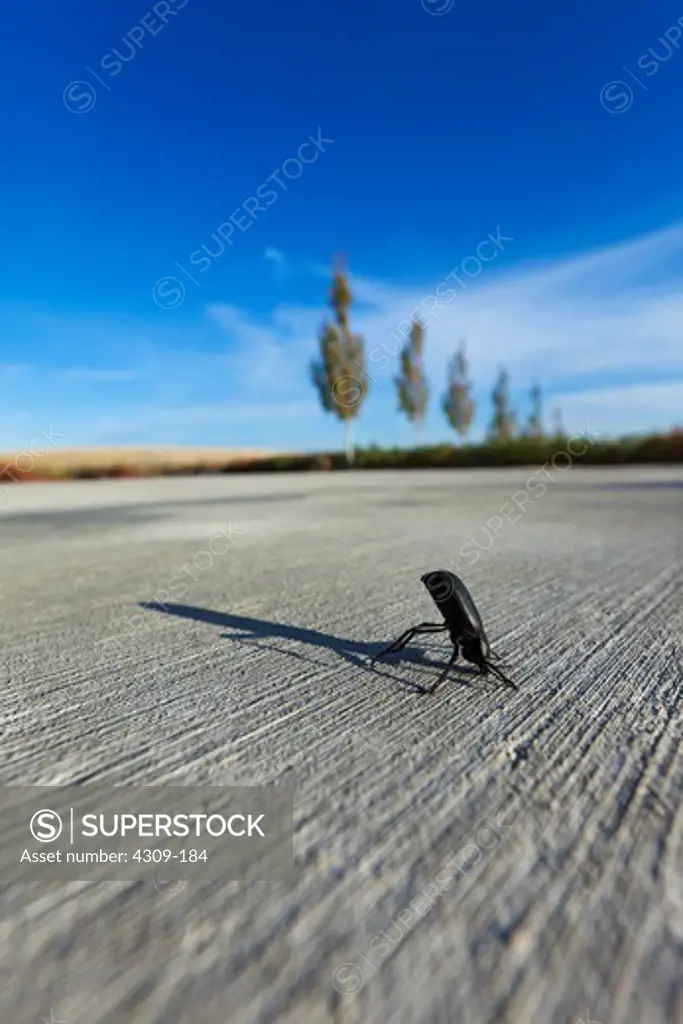 A beetle casts a long shadow as it awkwardly makes its way across a concrete parking lot.
