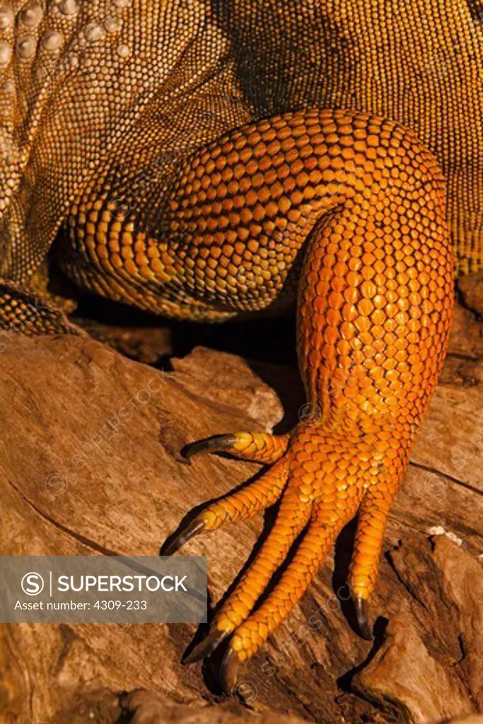 Detail of iguana's foreleg.