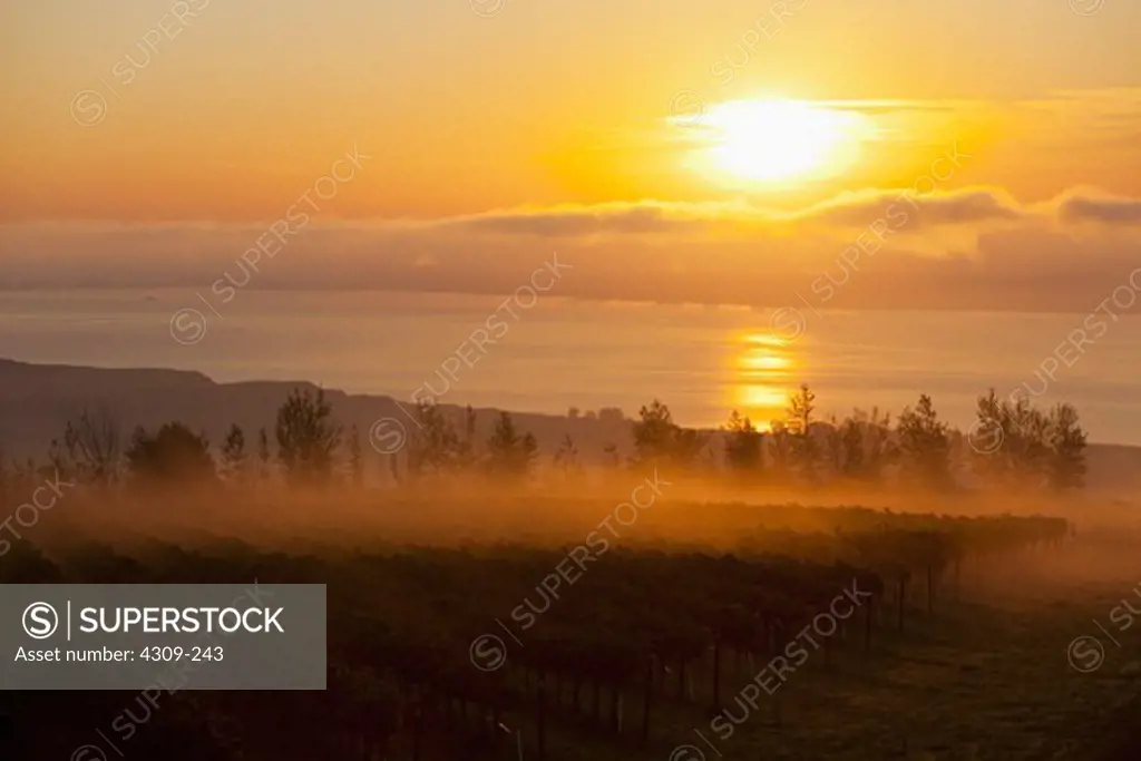 Sunrise over the Columbia River and vineyards.