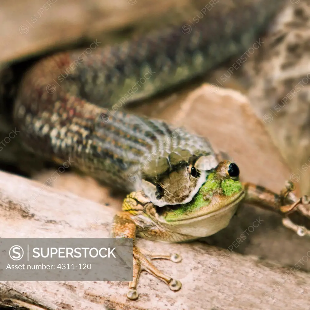 Snake Eating a Frog
