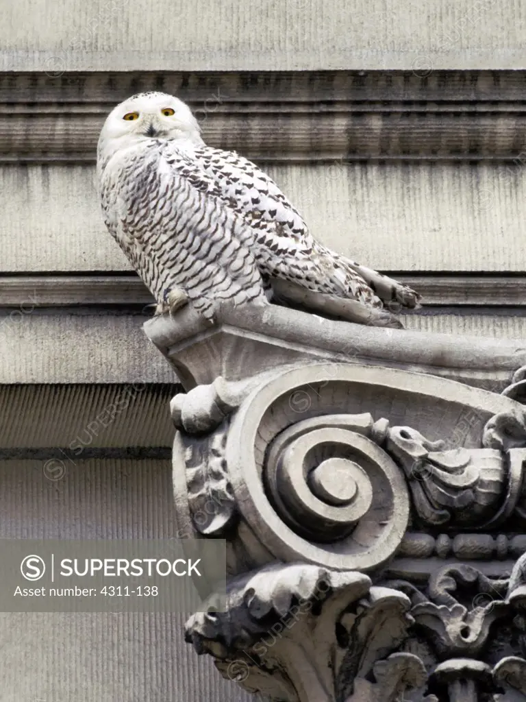 A Snowy Owl Atop a Column
