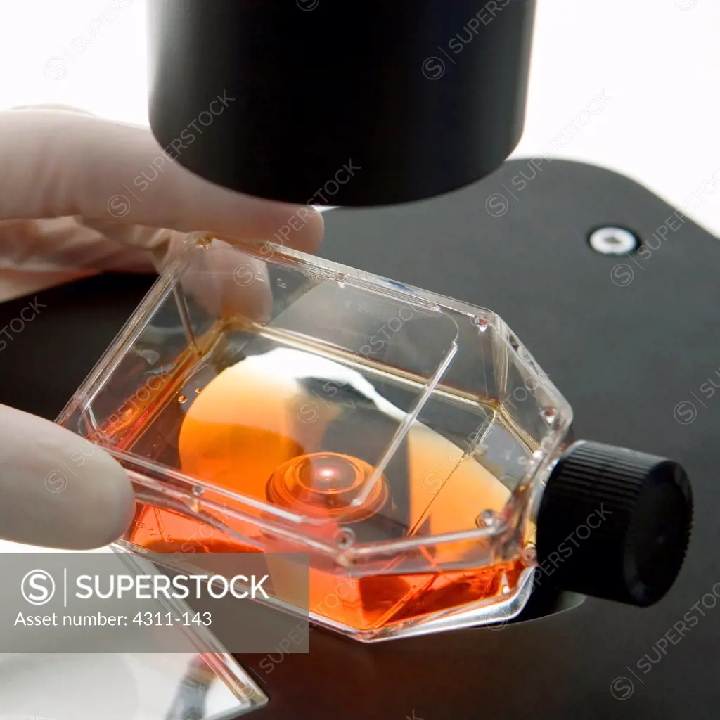 A Scientist Studies a Cell Line With a Microscope