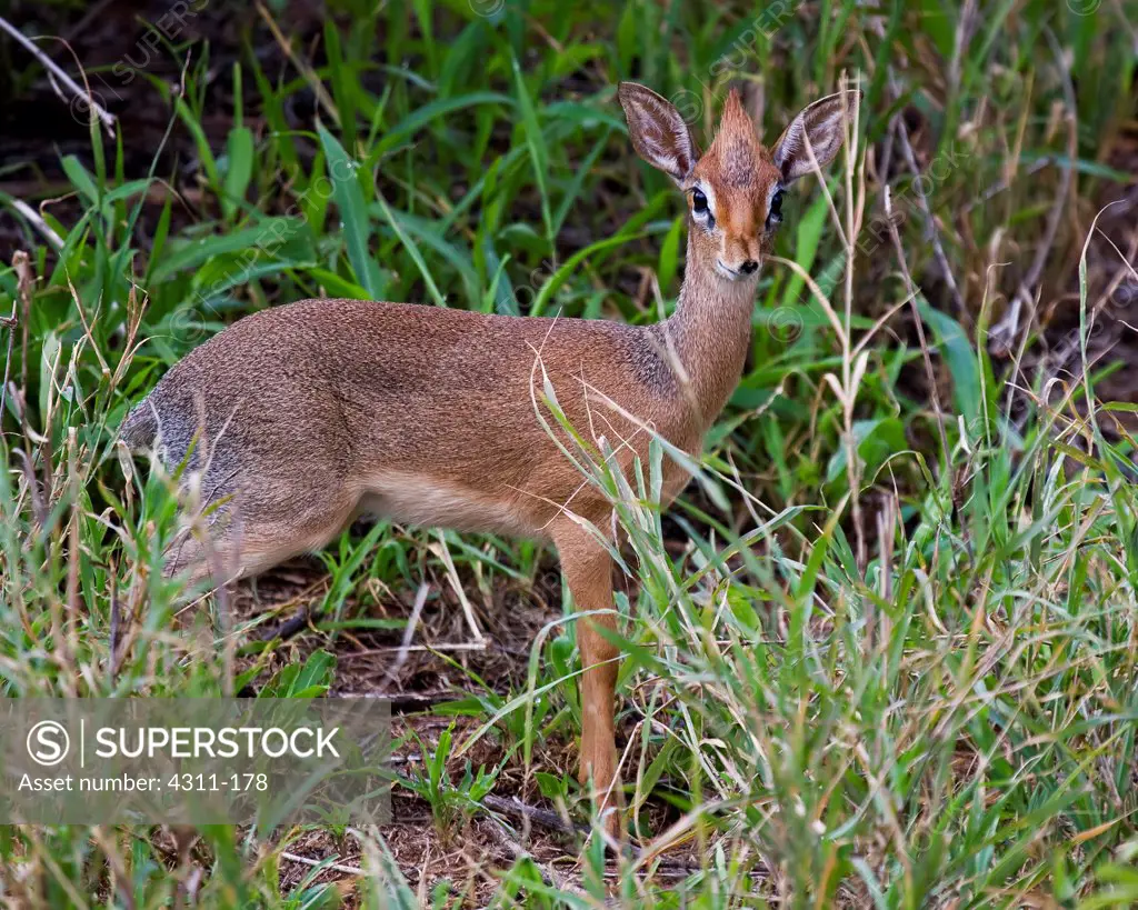 Female Kirk's Dik-Dik Stands and Watches for Danger