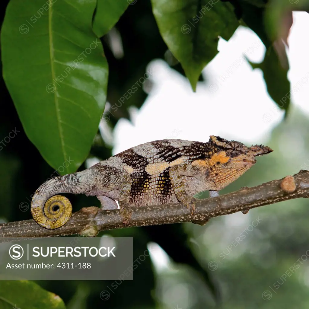 Two-Horned Chameleon on a Branch