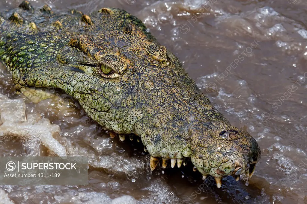 A Nile Crocodile Fishes in Turbulent Water