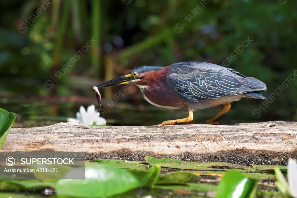 A Green Heron Successfully Catches a Fish