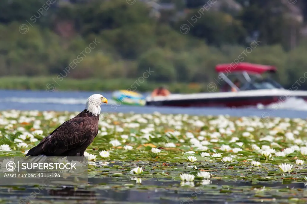 A Bald Eagle Takes a Break at a Busy Waterway