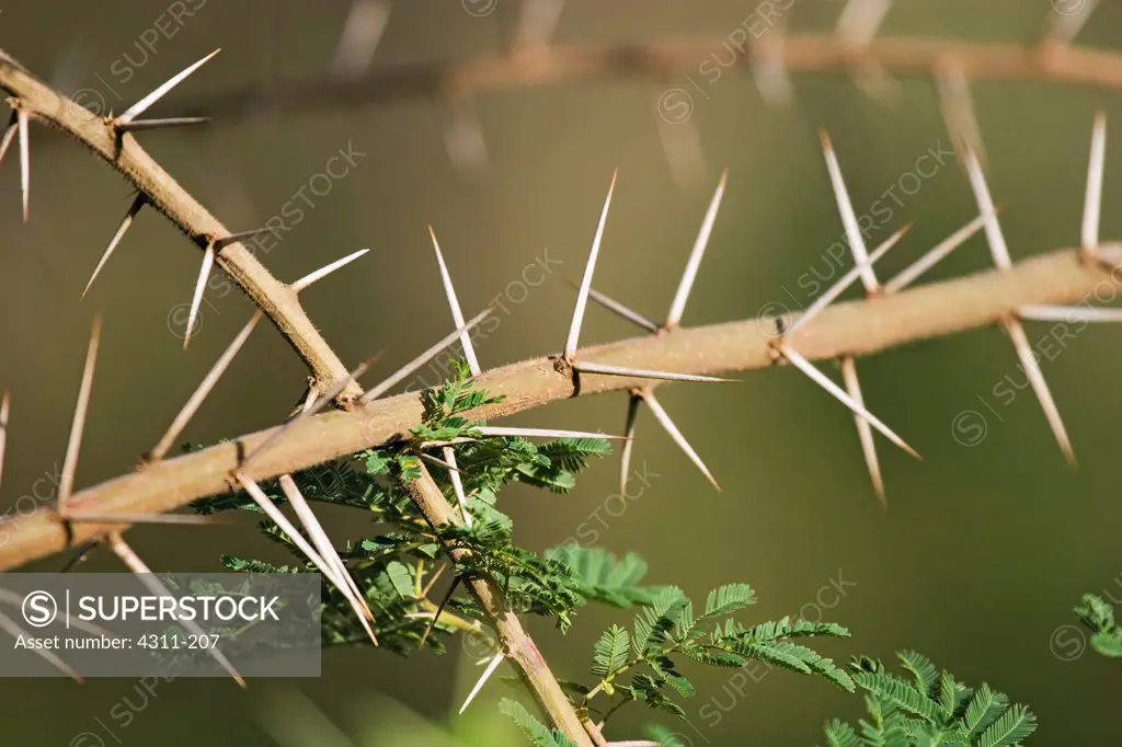 Thorns of an Acacia Tree