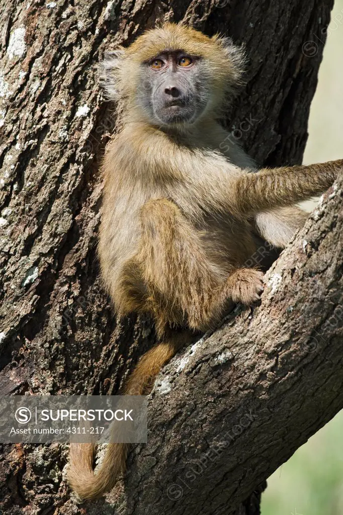 A Juvenile Olive Baboon Rests in the Fork of a Tree