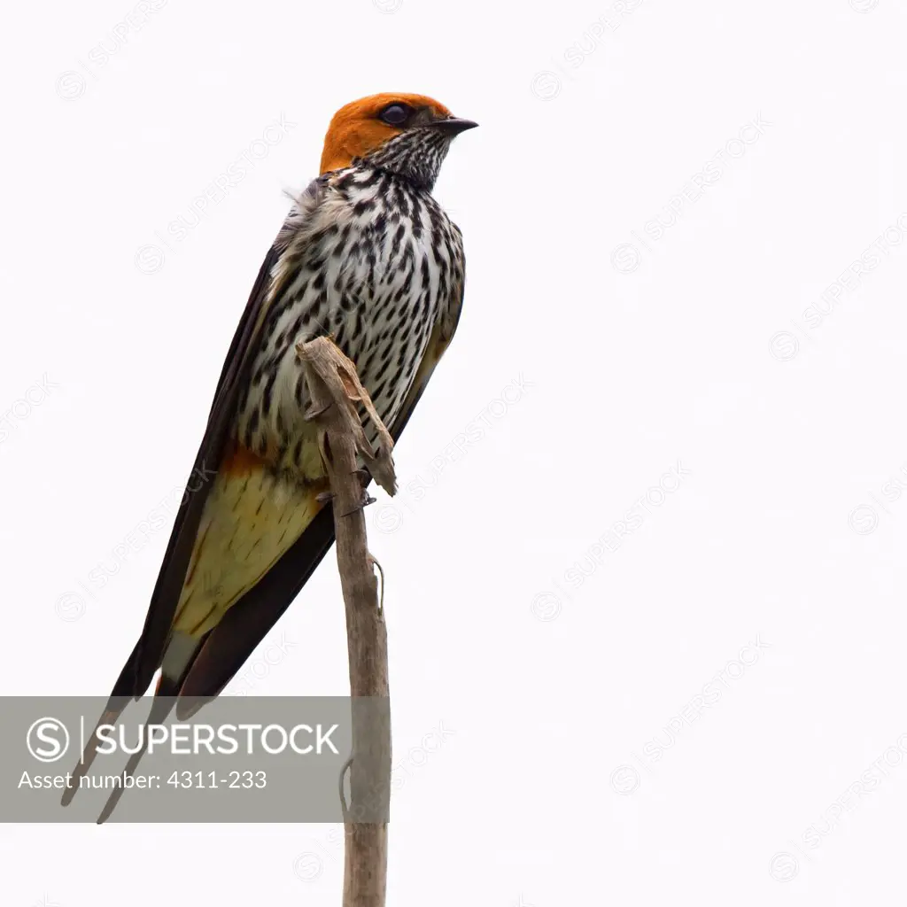 Lesser Striped Swallow