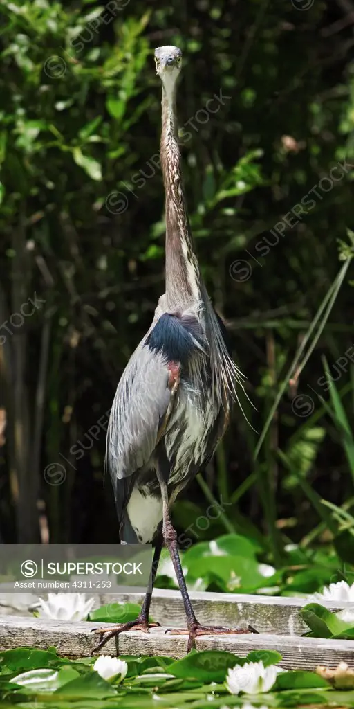 Curious Great Blue Heron Stands Tall
