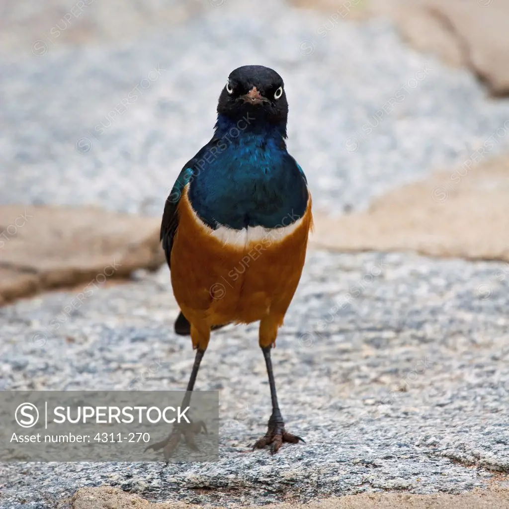 Confronted by a Superb Starling