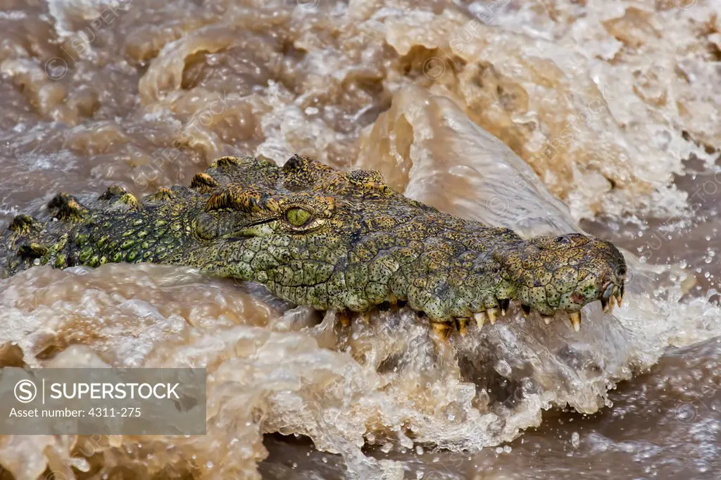 A Nile Crocodile Fishes in Turbulent Water