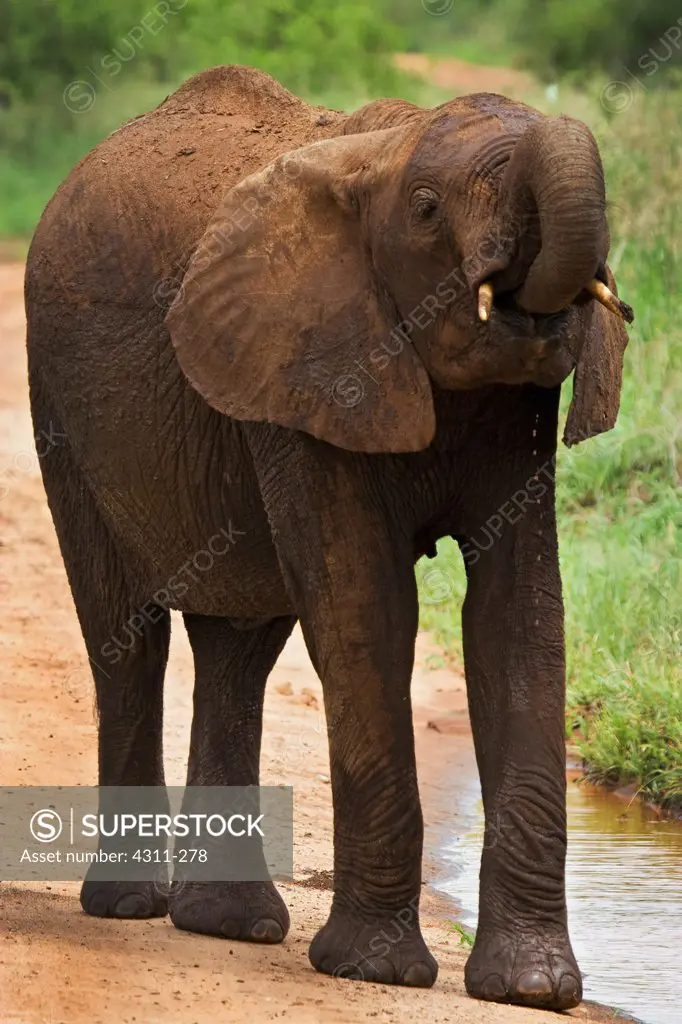 Juvenile African Elephant Stops for a Drink