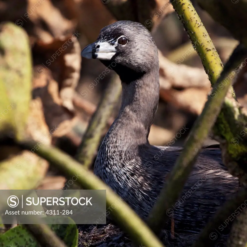 A Pied-Billed Grebe Sits on its Floating Nest Among the Lilypads