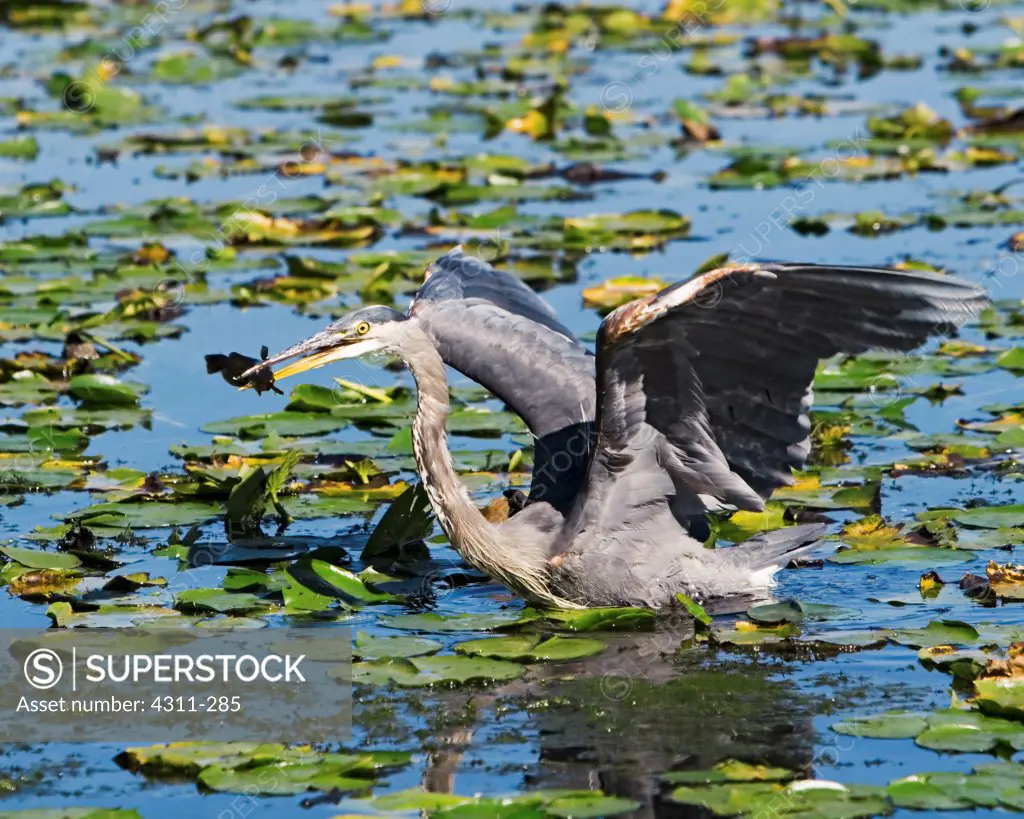 A Great Blue Heron Snags Lunch