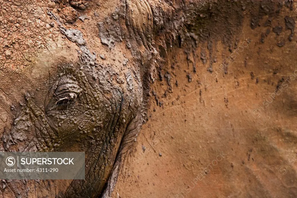 Mud-Covered Face of an African Elephant