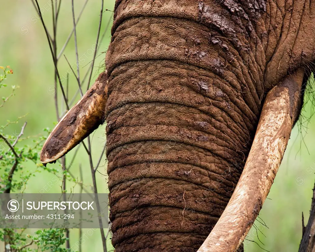 Female African Elephant's Tusks