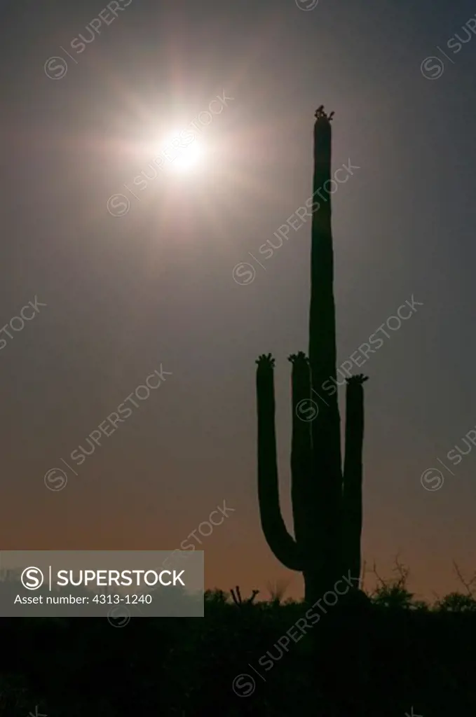 A saguaro cactus (Carnegiea gigantea) is seen silhouetted against the late afternoon sun in Saguaro National Park, Arizona