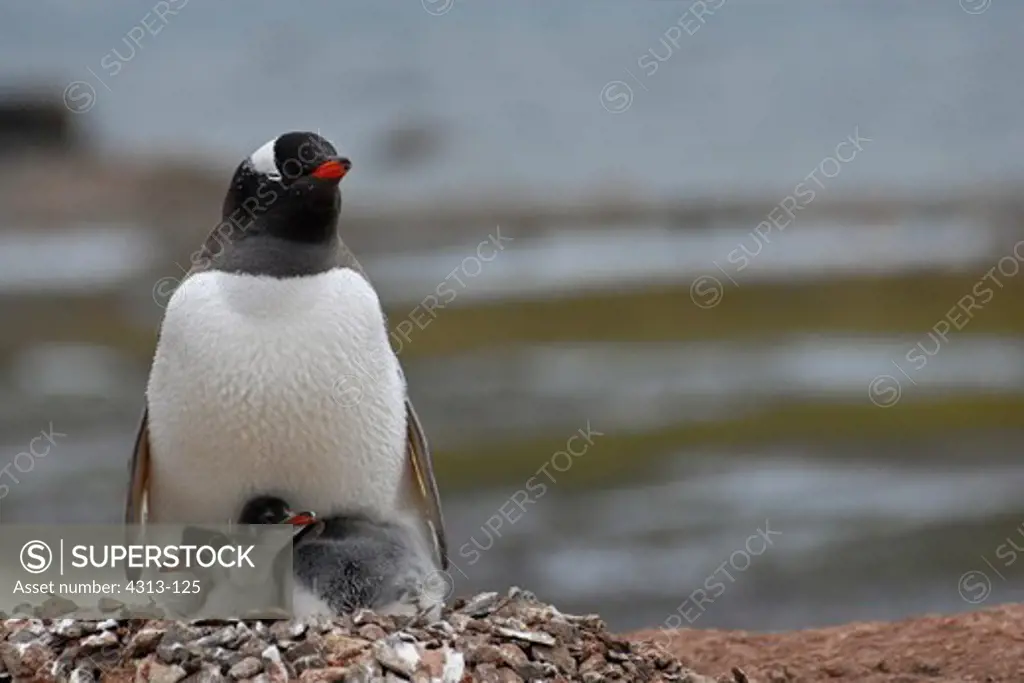 Gentoo Penguin and Chicks in Antarctica